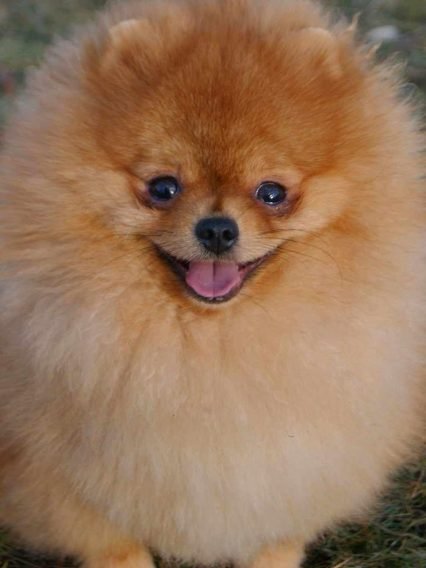 Pomeranian Boo